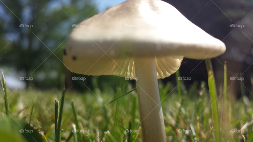 Nature. Mushroom