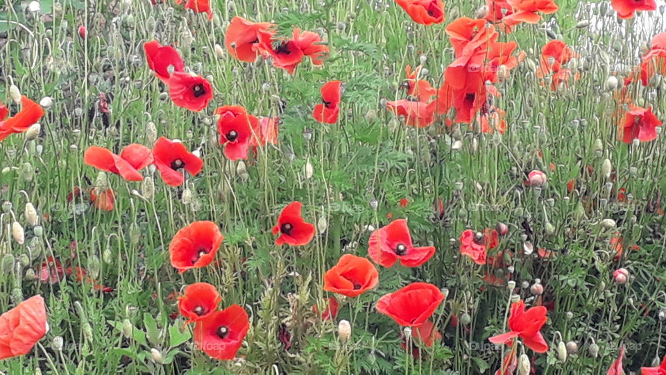 poppies