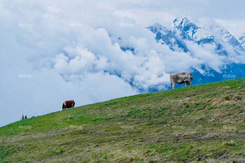 Cows grazing above sky level in The alps