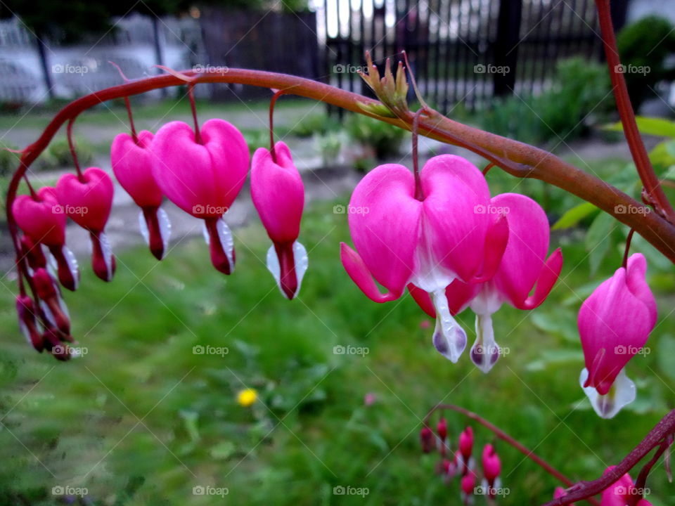 garden. Bleeding heart