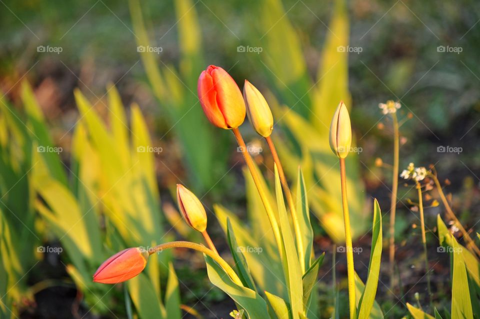 Nature, Flower, Flora, Leaf, No Person