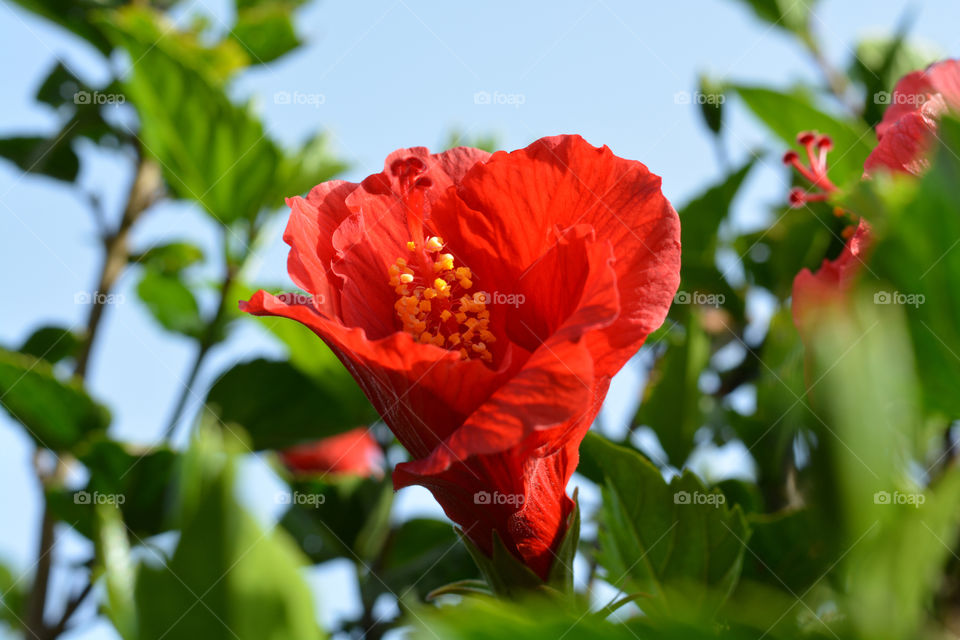 Hibiscus flowers in the garden.