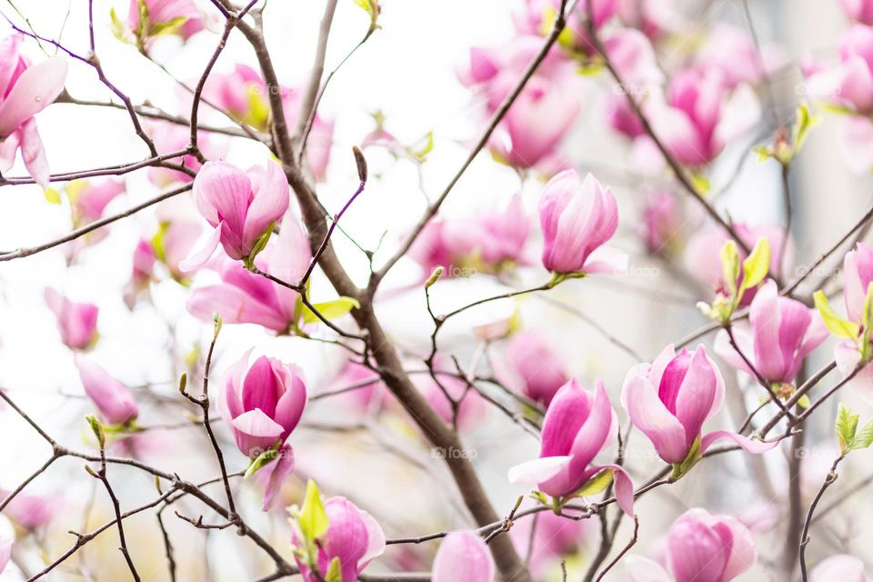 Blooming magnolia 