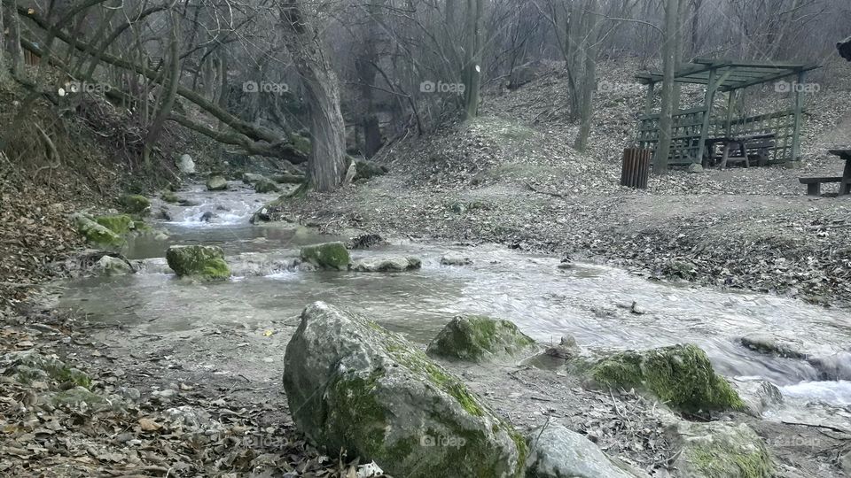 Small river in the forest