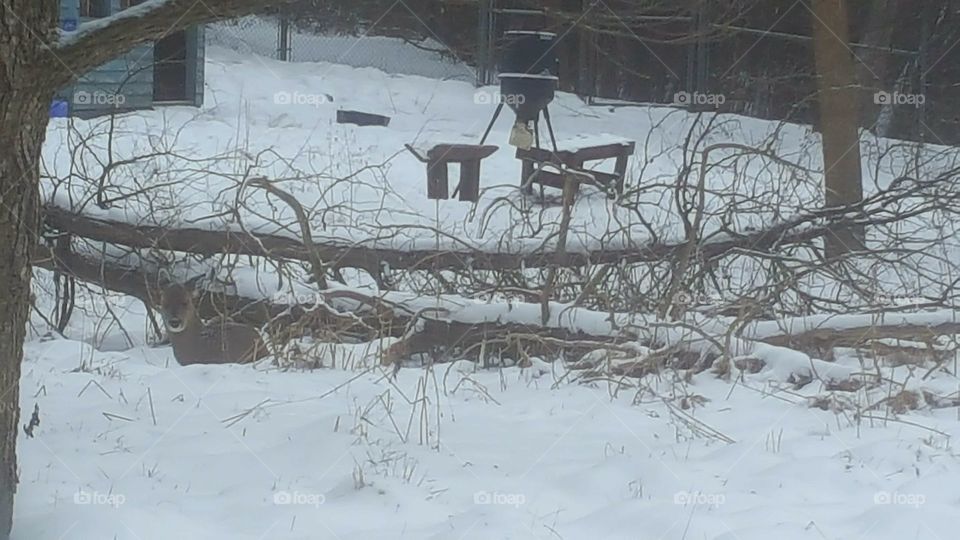 Deer hidden from you