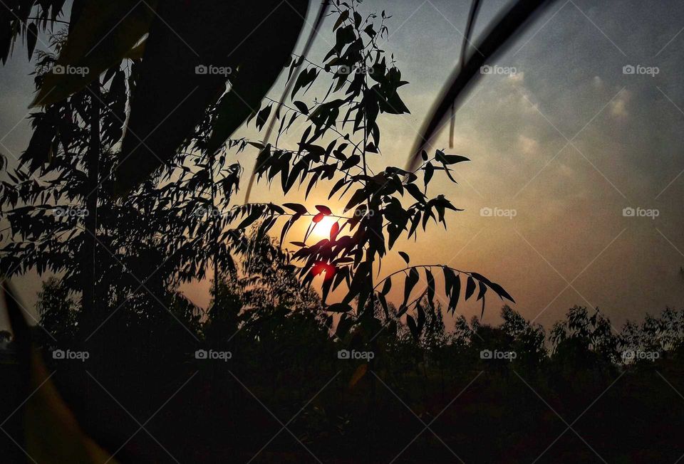 sunset behind leaves