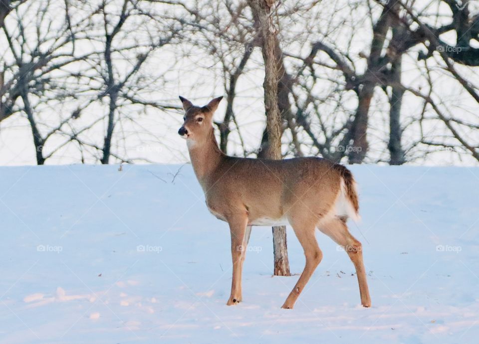 Gorgeous deer in snow!! 
