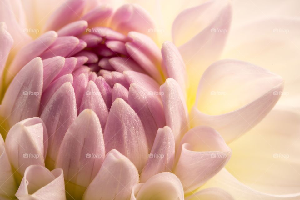 Close up photo of a flower. Close up photo of a white Chrysantemum flower. Petals change color from white to pink