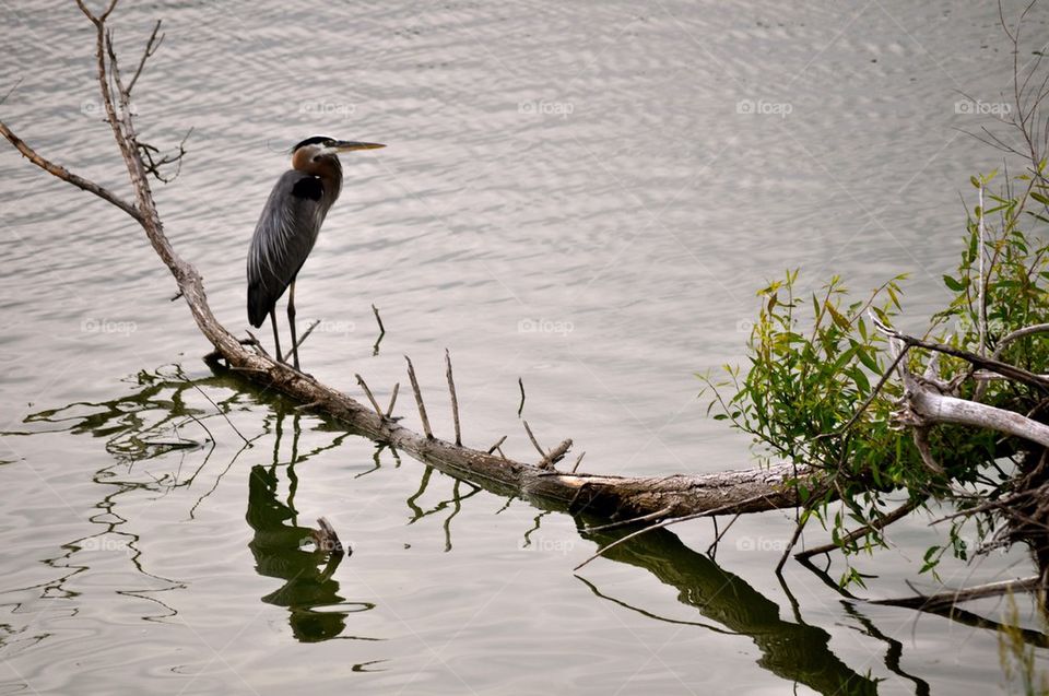 Herron bird