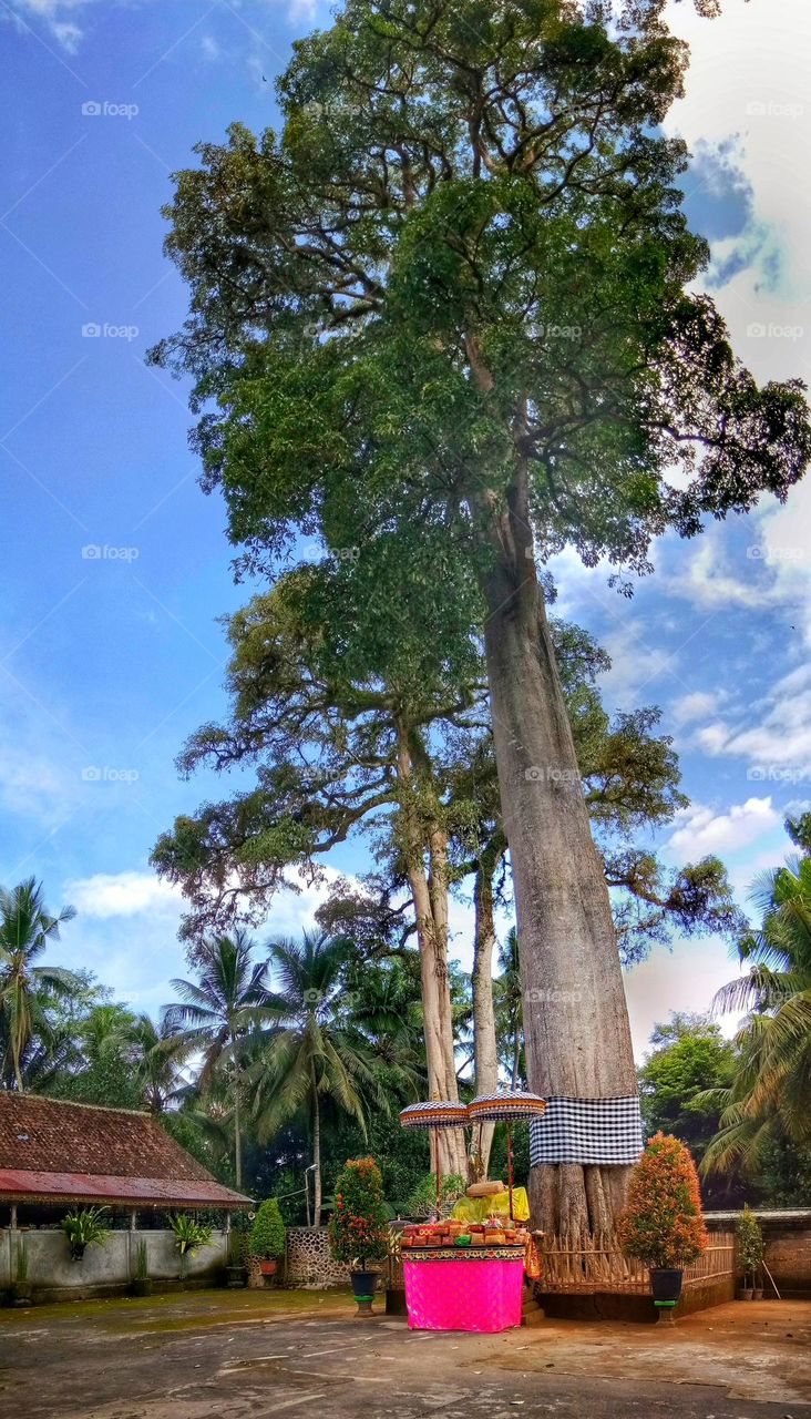 The tall tree in the temple