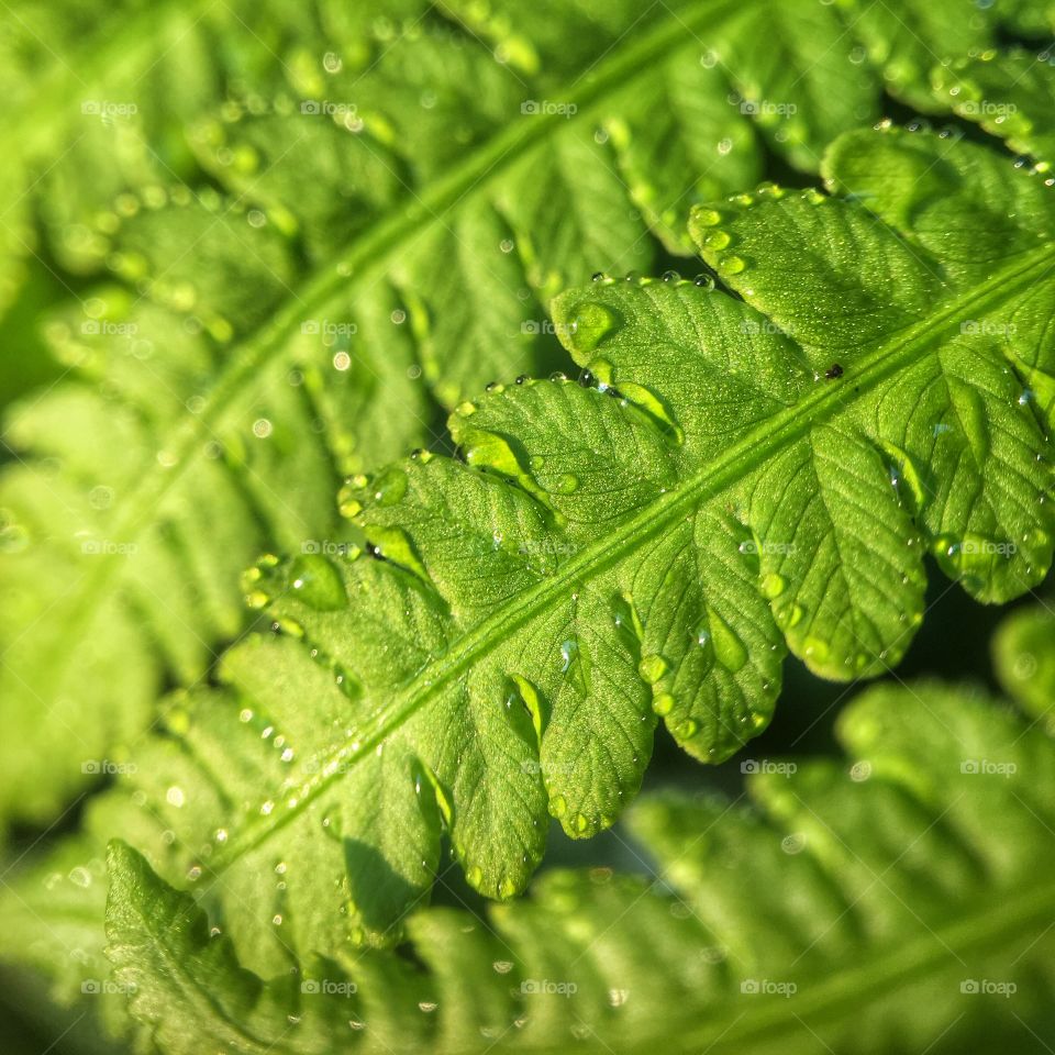 Dew drops on fern leaves