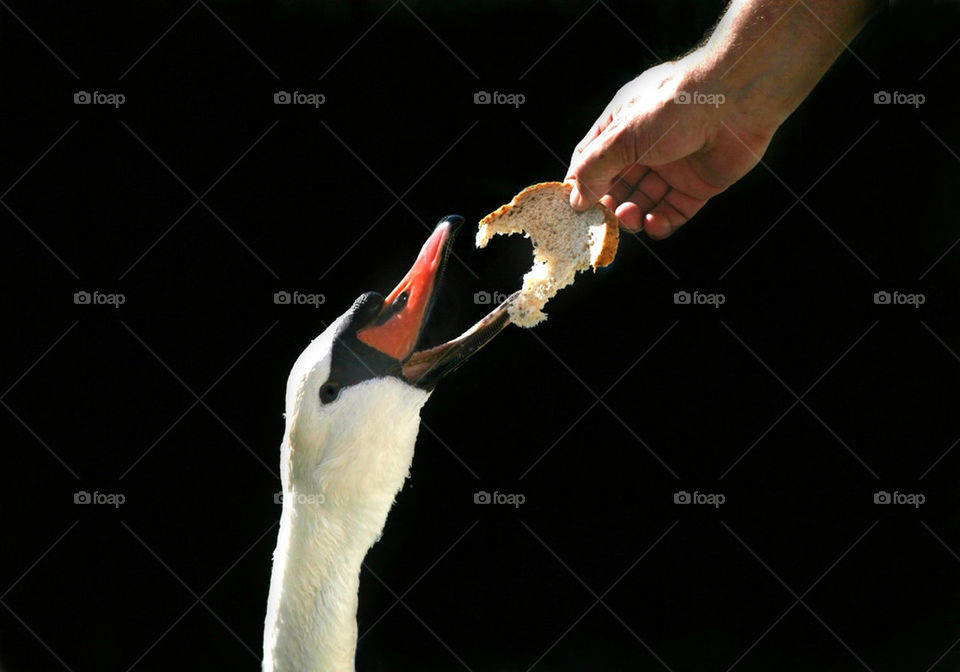 Feeding swan