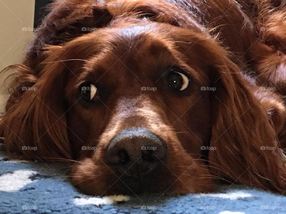 Animal Mission … Red Setter Dog waiting to go for a walk … look 👀