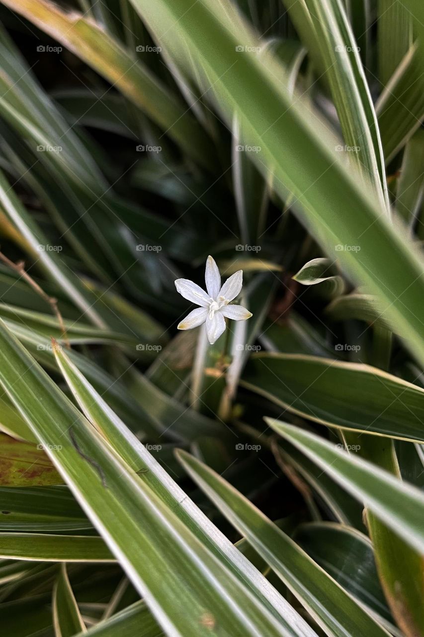 little flower hidden between many green leaf