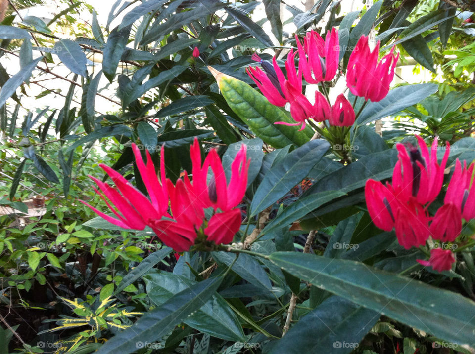 blommor röda tropiskt by ebbamaria