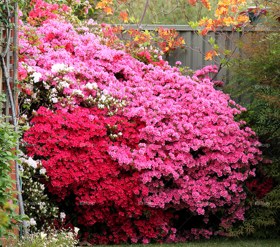 spring flowers garden pink by cataana