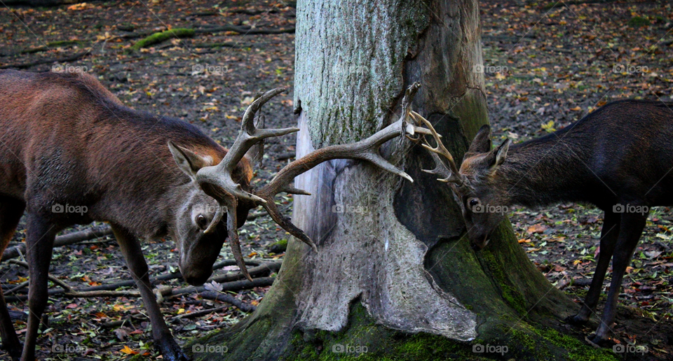 Awesome shot of some Deer schooling :D