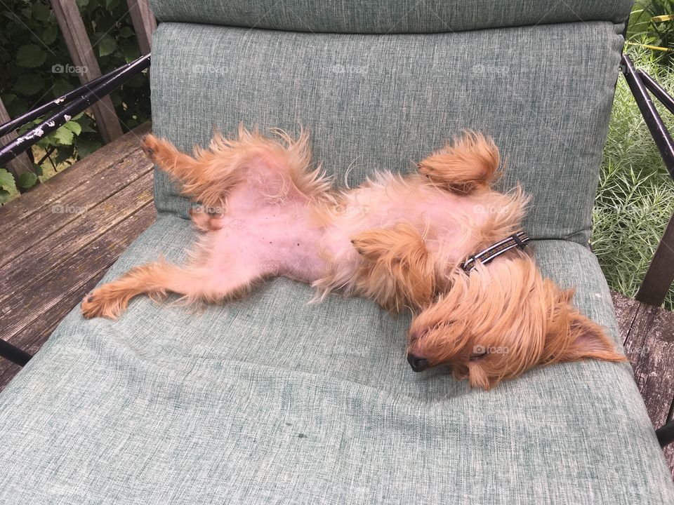 Just the cutest little dog getting some sun on her belly during a summer day nap