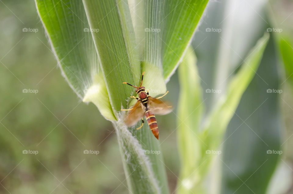 Wasp Feeding From Corn Leaf