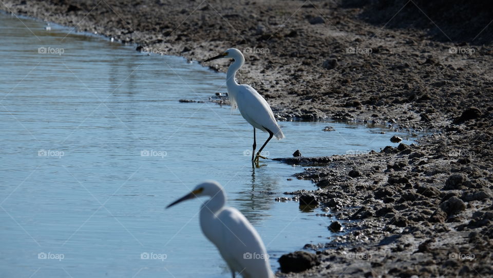 Egrets hunting in shallow waters of a  Pacific Coast wetland.