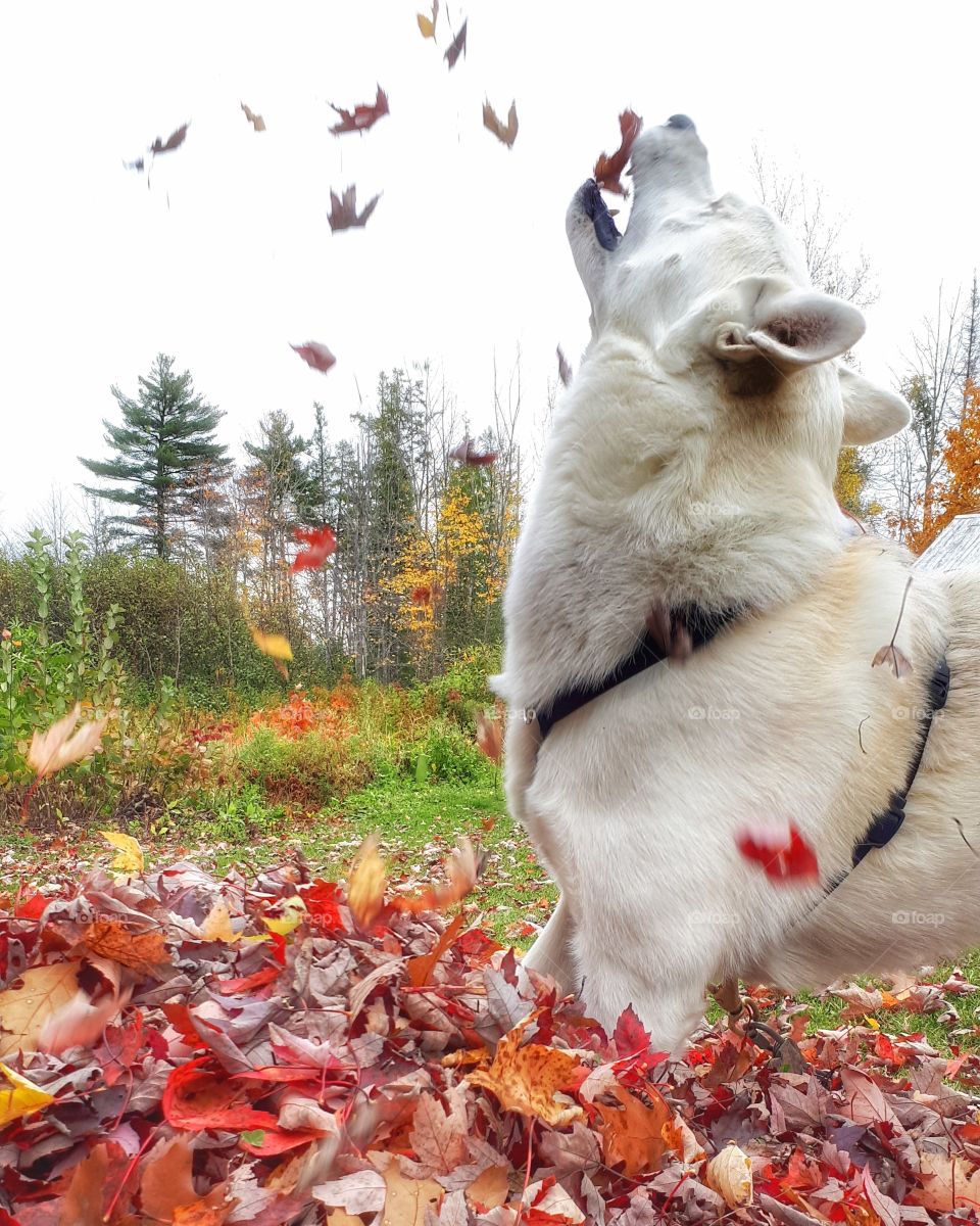 my dog catching leaves.
