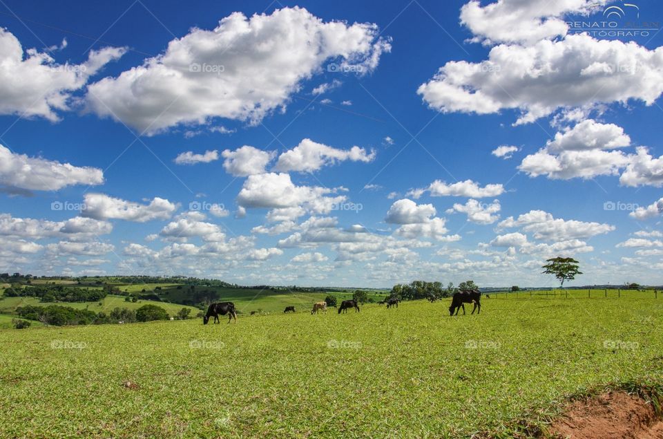 No Person, Agriculture, Landscape, Outdoors, Sky