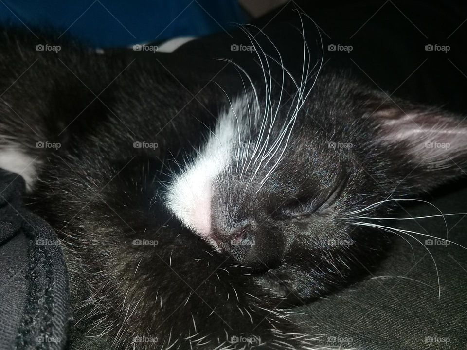 Baby kitten sleeping close up