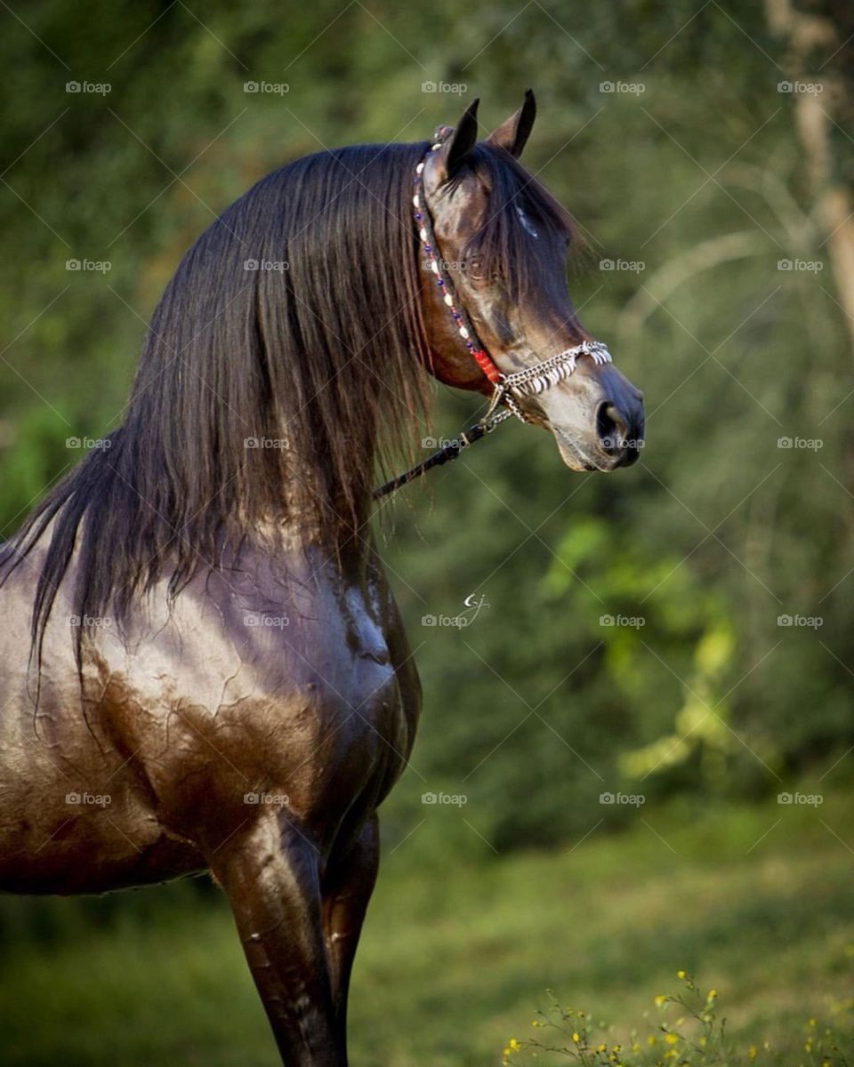 The legend of the Arabian horse ♥️