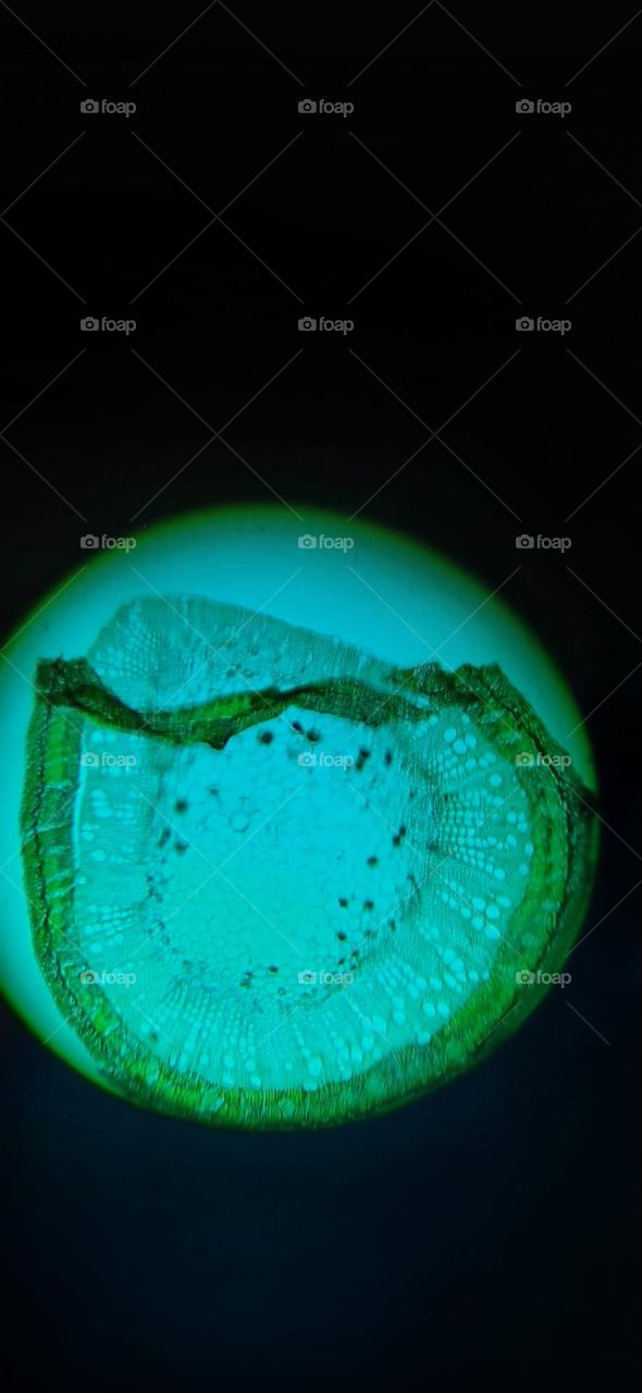 vista al microscopio óptico