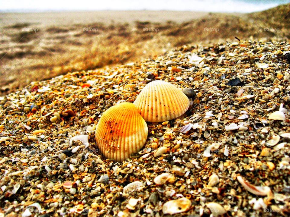 Beautiful shells on the beach in Florida 