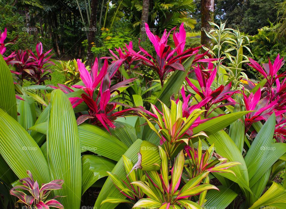 Cordyline is a beautiful tropical plant.  Natural habitat of the tropical rain forest