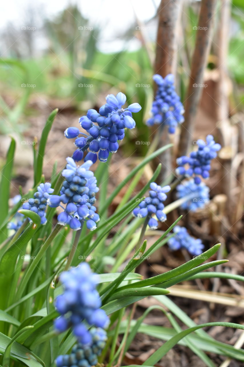 Light Blue Muscari flowers are early bloomers in spring. Close up shot of clusters with mulch and green in background. 