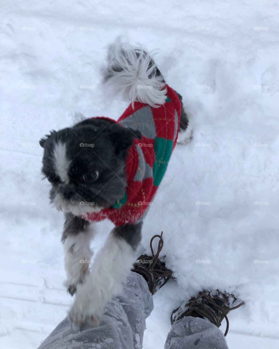 Snow dog in Christmas sweater