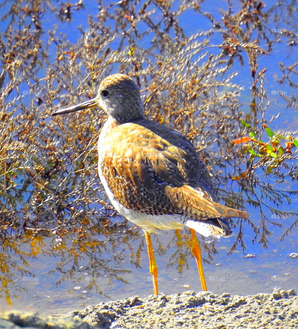 Greater yellow legs