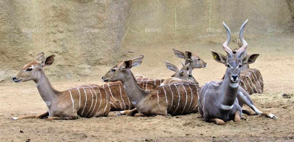 Kudu Antelope SanDiego 