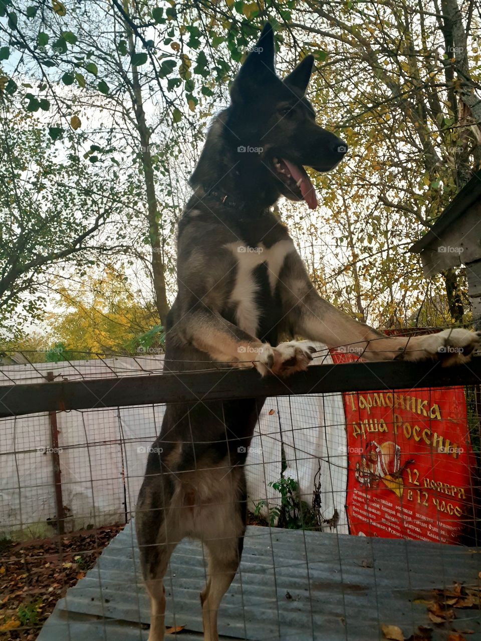 собака охраняет двор