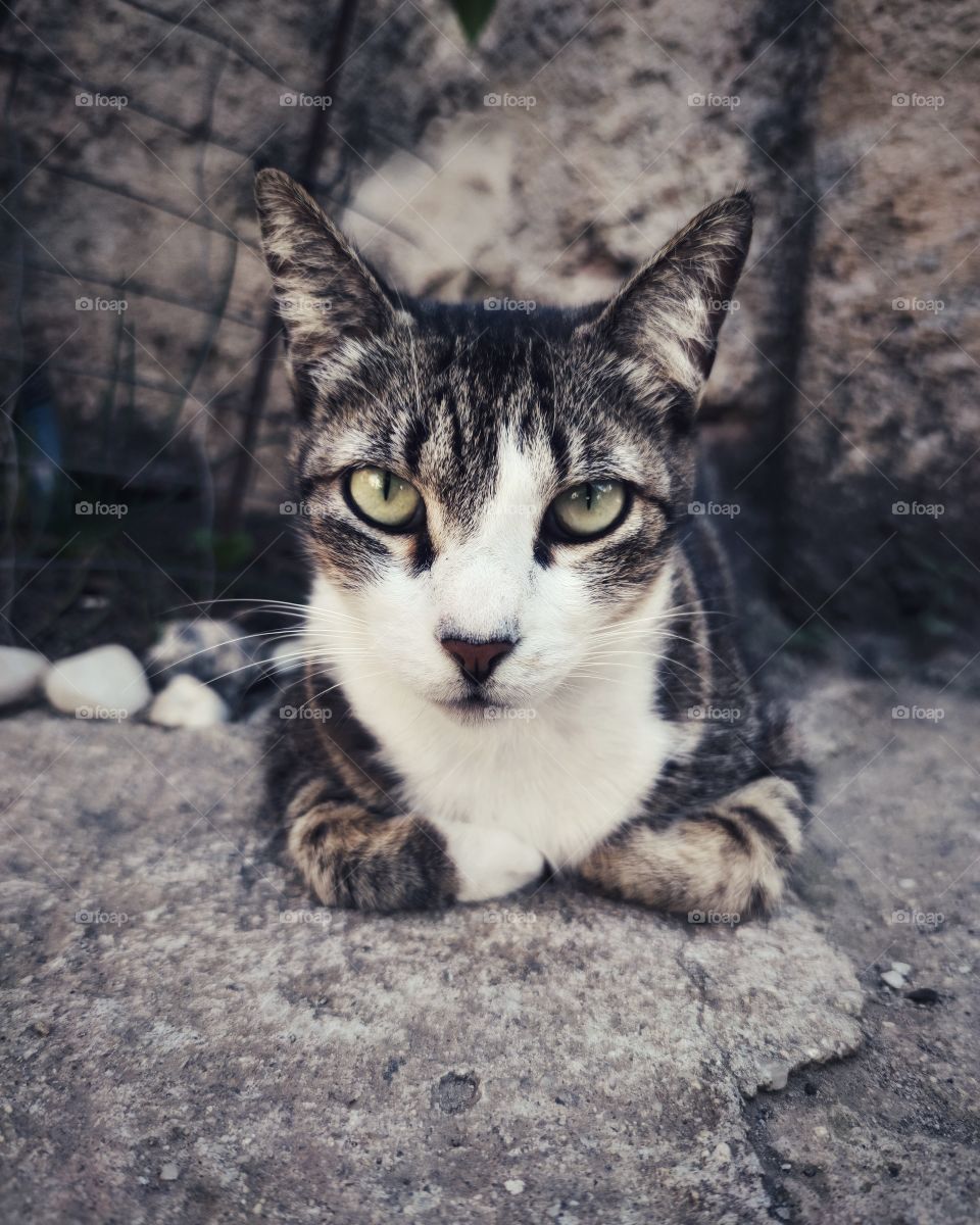 A serious cat