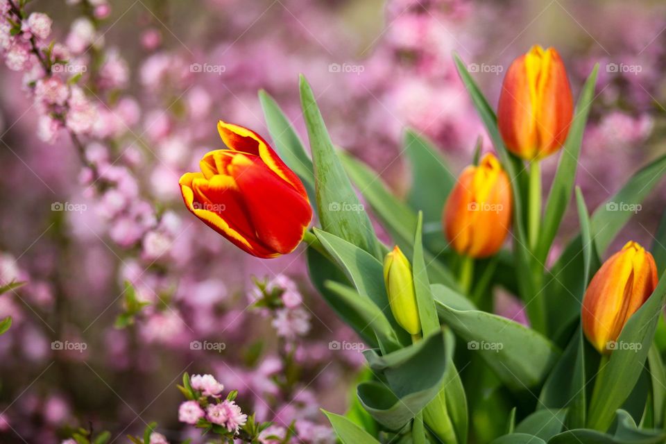 Flowers, spring, nature 