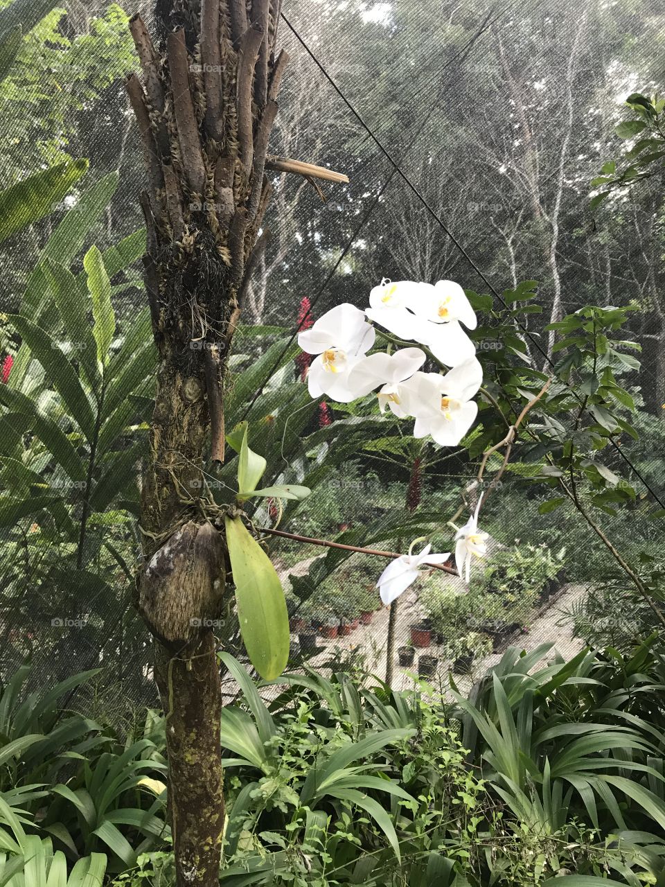 Wild orchids, tree growing, Santo Domingo, Dominican Republic 