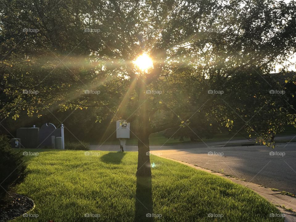 Sunset behind the tree 