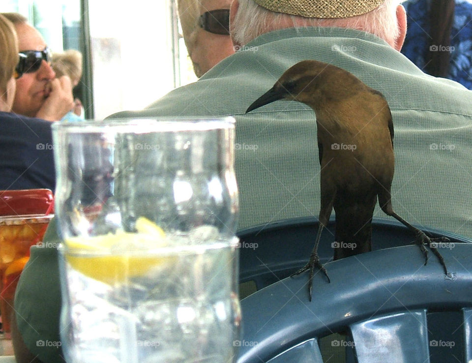 bird wants drink