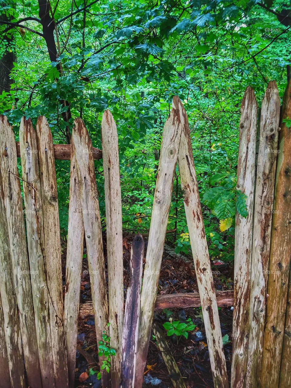 This old Fence