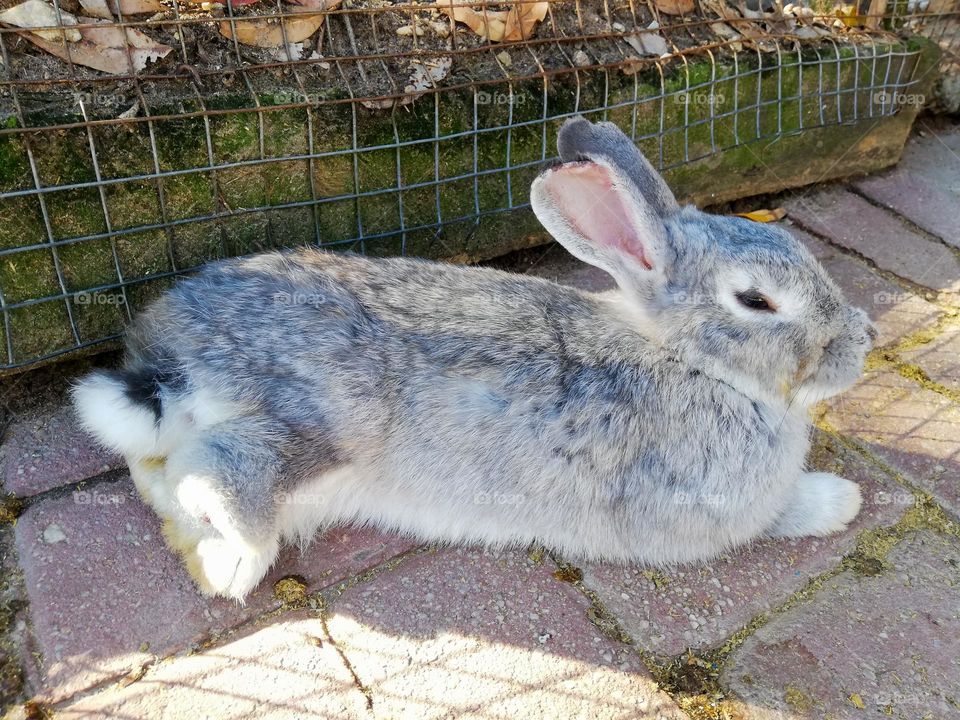 Rabbit relaxing in the shade