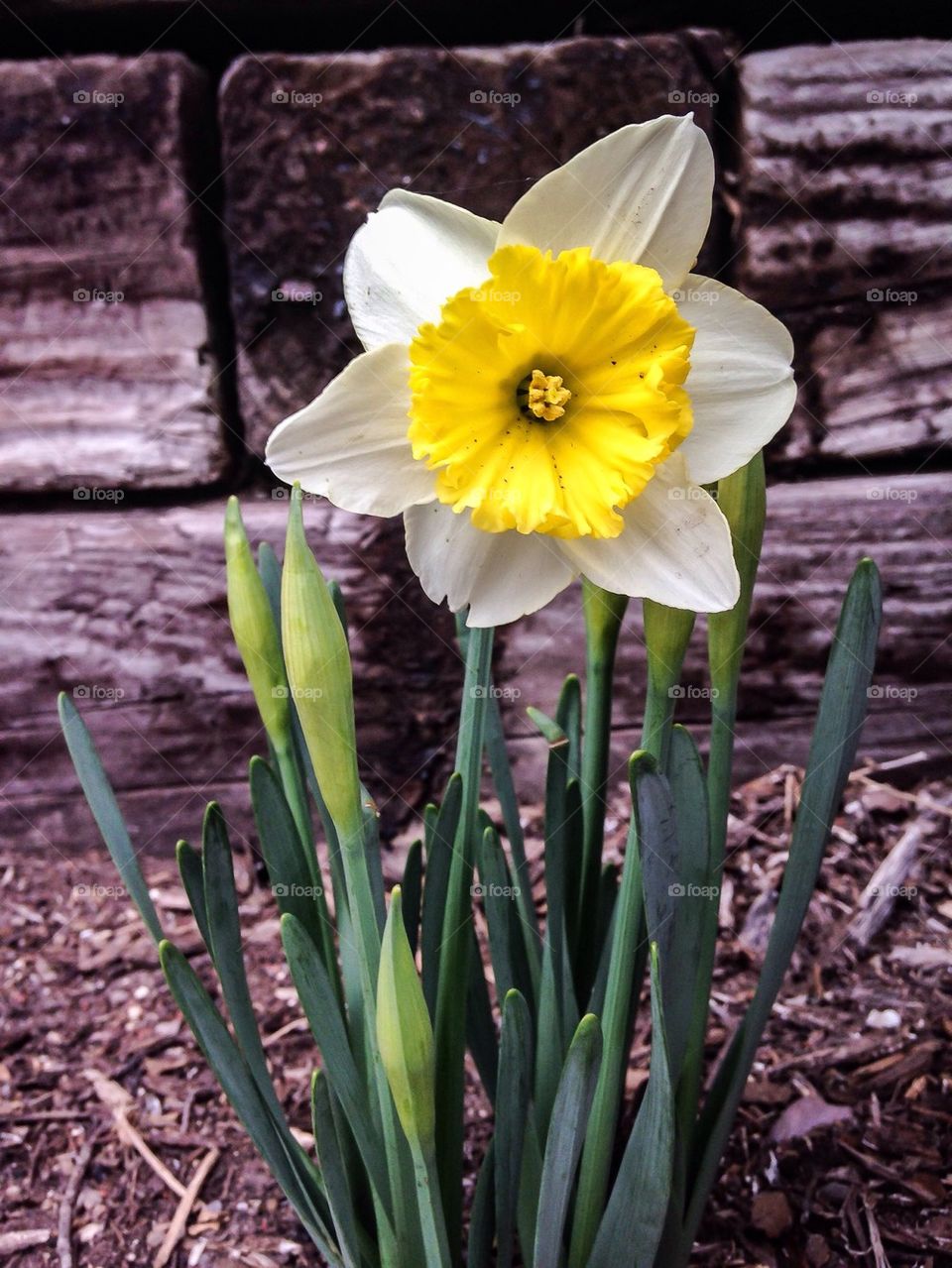 Close-up of a daffodil