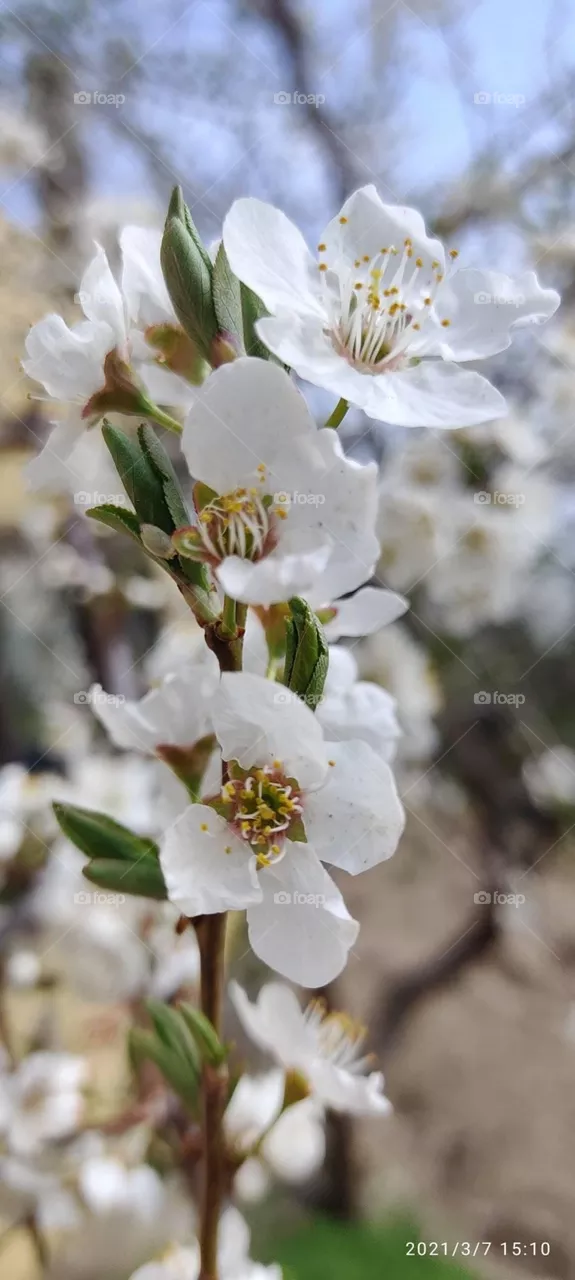 Spring 
