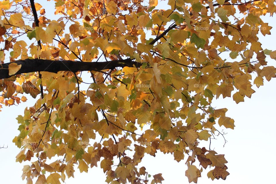 A tree with autumn leaves 💛💛🍁🍁🍁