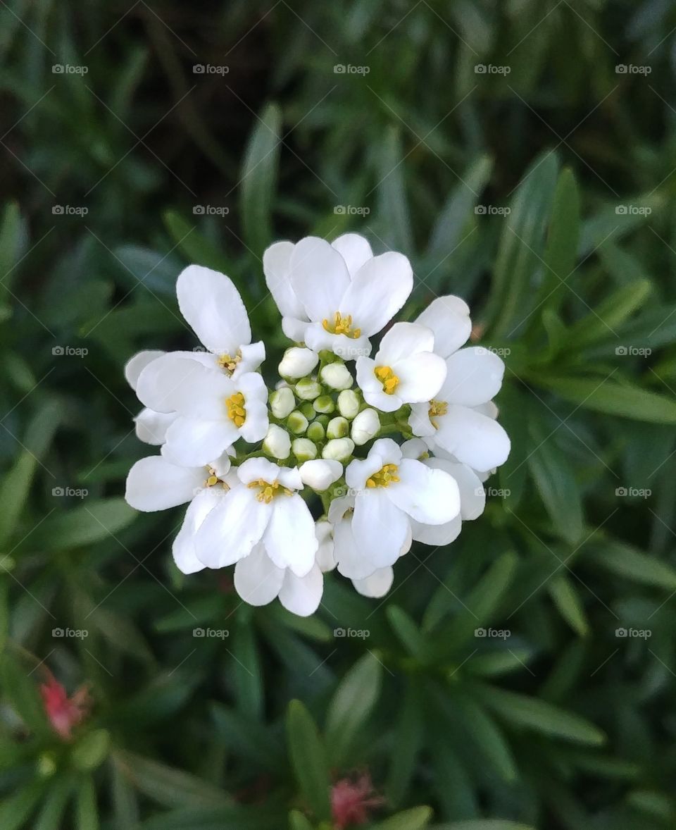 flower Blume blühen Blüte Frühling Frühjahr spring weiß Freude