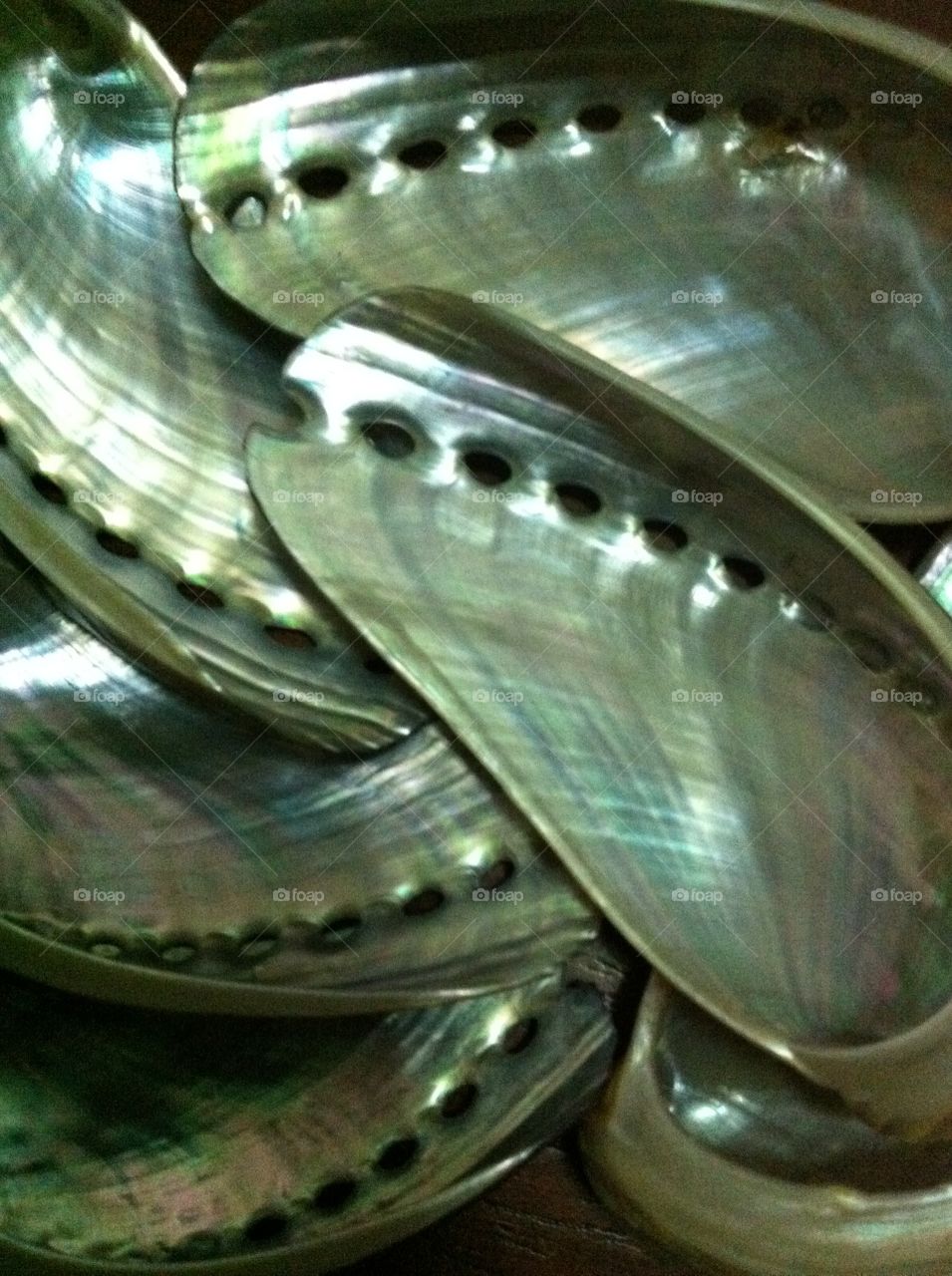 Sea shells abalone