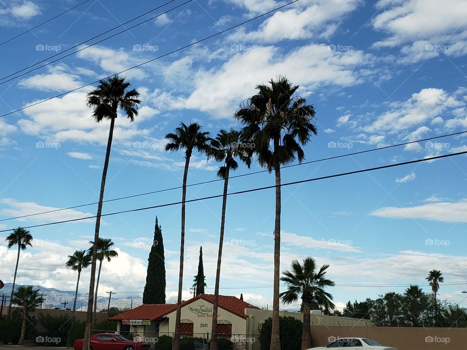 palm trees