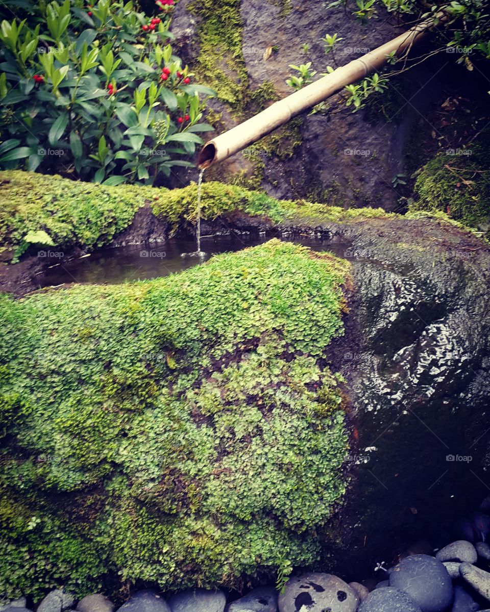 zen  Japanese garden